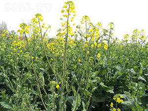 灃油5103-油菜種子-中農(nóng)發(fā)