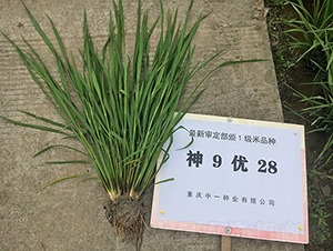 神9優(yōu)28（神奇稻）-水稻種子-神農(nóng)科技