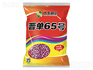 晉單65號(hào)-玉米種子-大豐種業(yè)