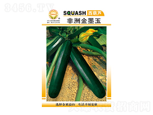 西葫蘆種子-非洲金墨王-太樂(lè)種業(yè)
