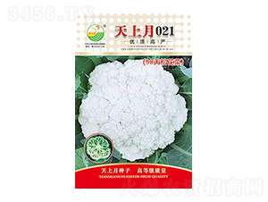 白花椰菜種子-天上月021-太樂種業(yè)