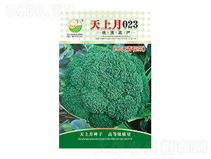 西蘭花種子-天上月023-太樂(lè)種業(yè)